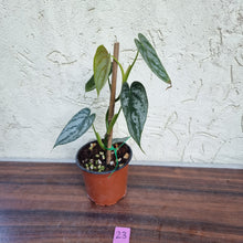 Load image into Gallery viewer, #23 Philodendron Brandtianum