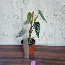 Load image into Gallery viewer, #23 Philodendron Brandtianum