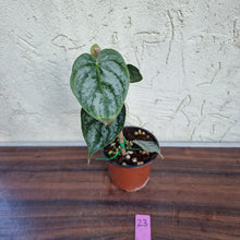 Load image into Gallery viewer, #23 Philodendron Brandtianum
