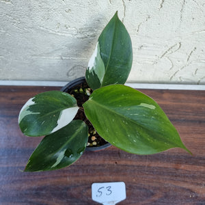 #53 Philodendron White Knight