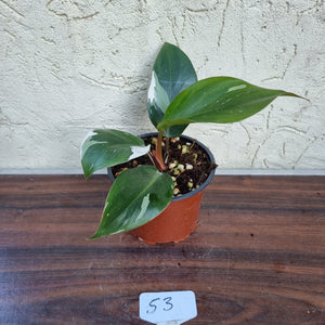 #53 Philodendron White Knight
