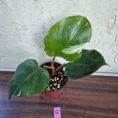 #G Philodendron White Knight