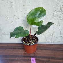 Load image into Gallery viewer, #G Philodendron White Knight