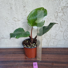 Load image into Gallery viewer, #G Philodendron White Knight