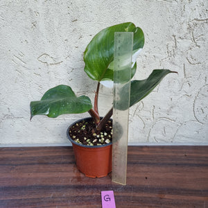 #G Philodendron White Knight
