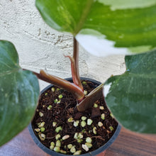 Load image into Gallery viewer, #G Philodendron White Knight