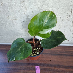 #G Philodendron White Knight