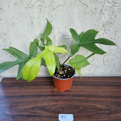#92 Philodendron Florida Ghost - NON TC