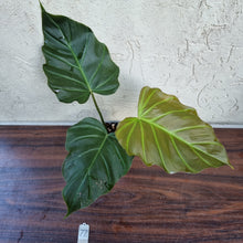 Load image into Gallery viewer, #77 Philodendron Corsinianum / &#39;Bronze Shield&#39;