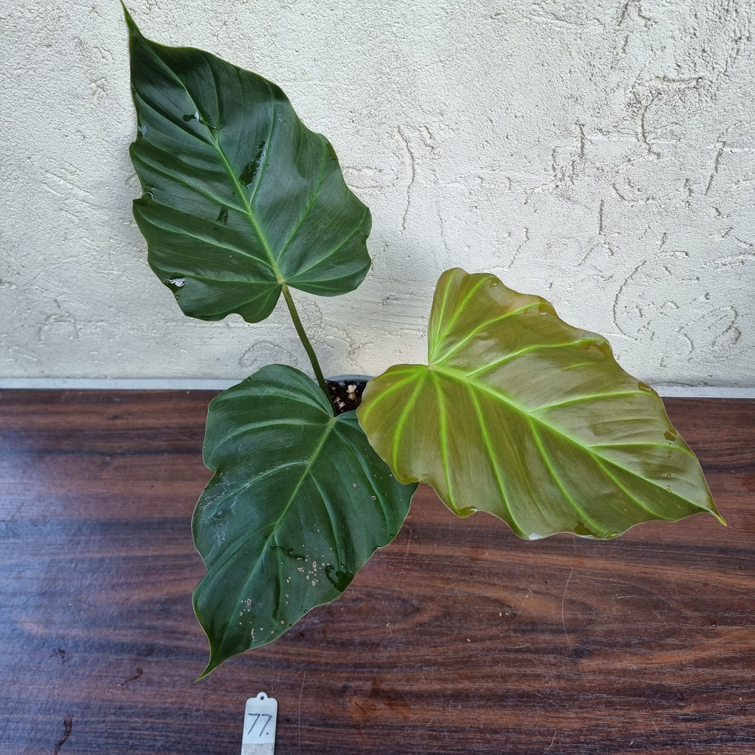 #77 Philodendron Corsinianum / 'Bronze Shield'