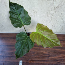 Load image into Gallery viewer, #77 Philodendron Corsinianum / &#39;Bronze Shield&#39;
