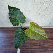 Load image into Gallery viewer, #77 Philodendron Corsinianum / &#39;Bronze Shield&#39;