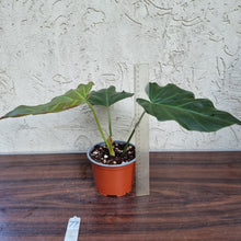 Load image into Gallery viewer, #77 Philodendron Corsinianum / &#39;Bronze Shield&#39;