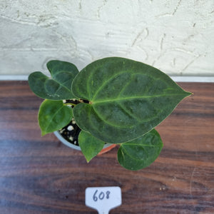 #608 Anthurium Dressleri x Forgetii