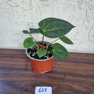 #608 Anthurium Dressleri x Forgetii