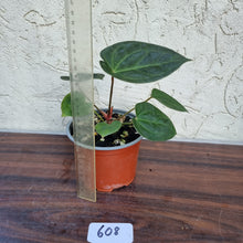 Load image into Gallery viewer, #608 Anthurium Dressleri x Forgetii