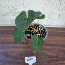 Load image into Gallery viewer, #608 Anthurium Dressleri x Forgetii