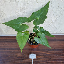 Load image into Gallery viewer, #100 Anthurium Berriozabalense x Macrolobium