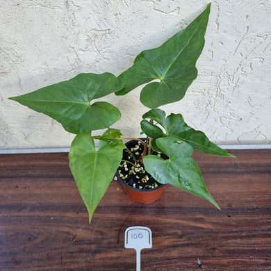 #100 Anthurium Berriozabalense x Macrolobium