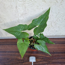 Load image into Gallery viewer, #100 Anthurium Berriozabalense x Macrolobium