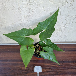 #100 Anthurium Berriozabalense x Macrolobium
