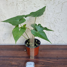 Load image into Gallery viewer, #100 Anthurium Berriozabalense x Macrolobium