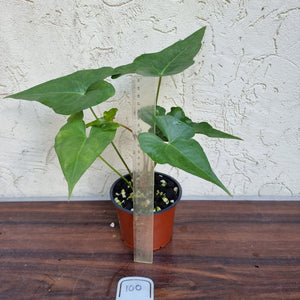 #100 Anthurium Berriozabalense x Macrolobium