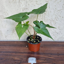 Load image into Gallery viewer, #100 Anthurium Berriozabalense x Macrolobium