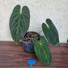 Load image into Gallery viewer, #102 Anthurium Papillilaminum x