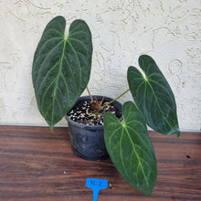 Load image into Gallery viewer, #102 Anthurium Papillilaminum x