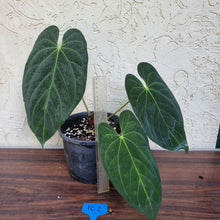 Load image into Gallery viewer, #102 Anthurium Papillilaminum x