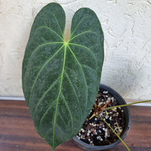 Load image into Gallery viewer, #102 Anthurium Papillilaminum x
