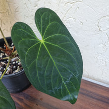Load image into Gallery viewer, #102 Anthurium Papillilaminum x