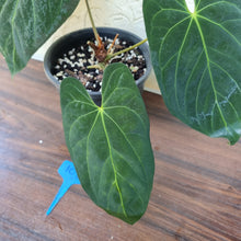 Load image into Gallery viewer, #102 Anthurium Papillilaminum x