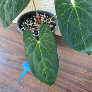 #102 Anthurium Papillilaminum x