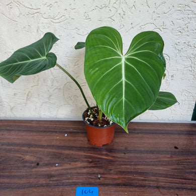 #104 Philodendron Gloriosum