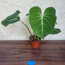 Load image into Gallery viewer, #104 Philodendron Gloriosum