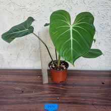 Load image into Gallery viewer, #104 Philodendron Gloriosum
