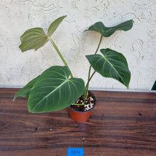 Load image into Gallery viewer, #104 Philodendron Gloriosum