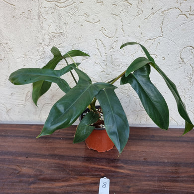 #8 Philodendron 69686 - 'Big Ears'