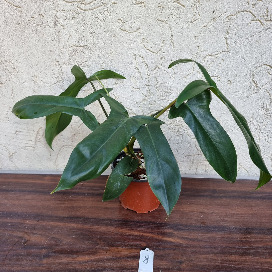 #8 Philodendron 69686 - 'Big Ears'