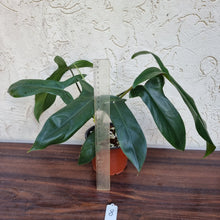 Load image into Gallery viewer, #8 Philodendron 69686 - &#39;Big Ears&#39;