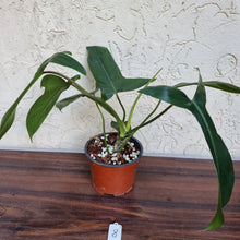 Load image into Gallery viewer, #8 Philodendron 69686 - &#39;Big Ears&#39;