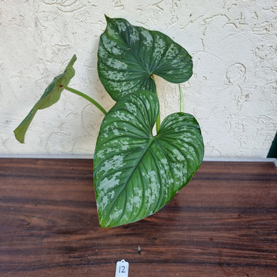 #12 Philodendron Silver Cloud