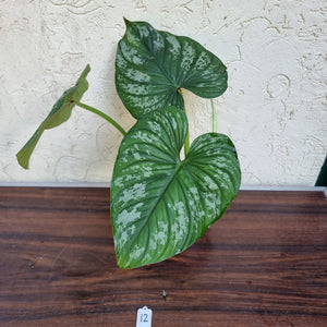 #12 Philodendron Silver Cloud