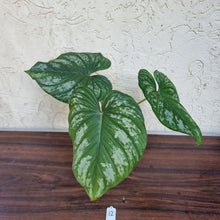 Load image into Gallery viewer, #12 Philodendron Silver Cloud