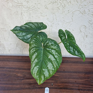 #12 Philodendron Silver Cloud