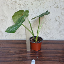 Load image into Gallery viewer, #12 Philodendron Silver Cloud
