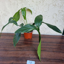 Load image into Gallery viewer, #58 Philodendron 69686 - &#39;Big Ears&#39;