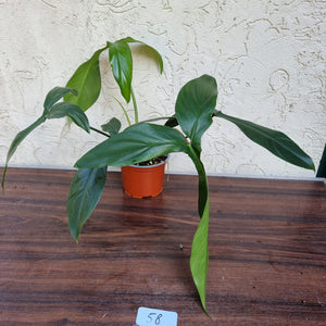 #58 Philodendron 69686 - 'Big Ears'